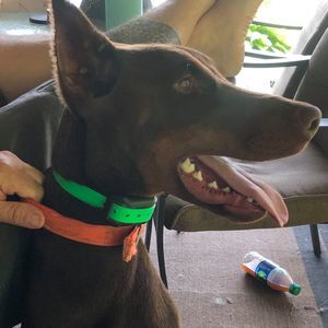 Meet your Posher, Becky